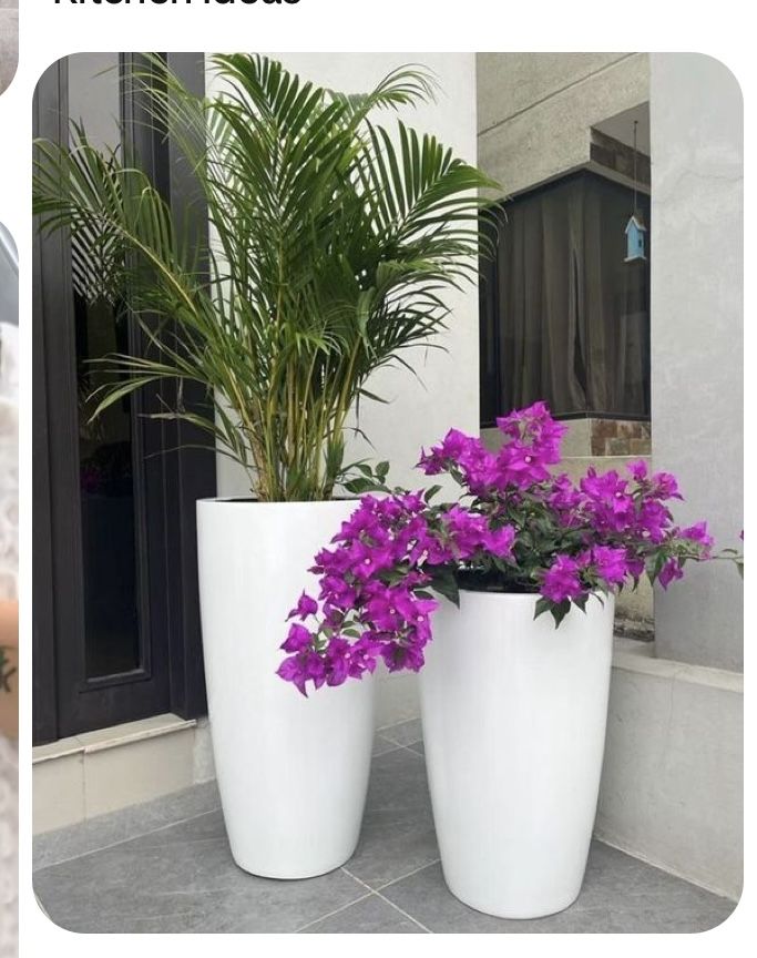 A harmonious blend of areca palm and bougainvillea